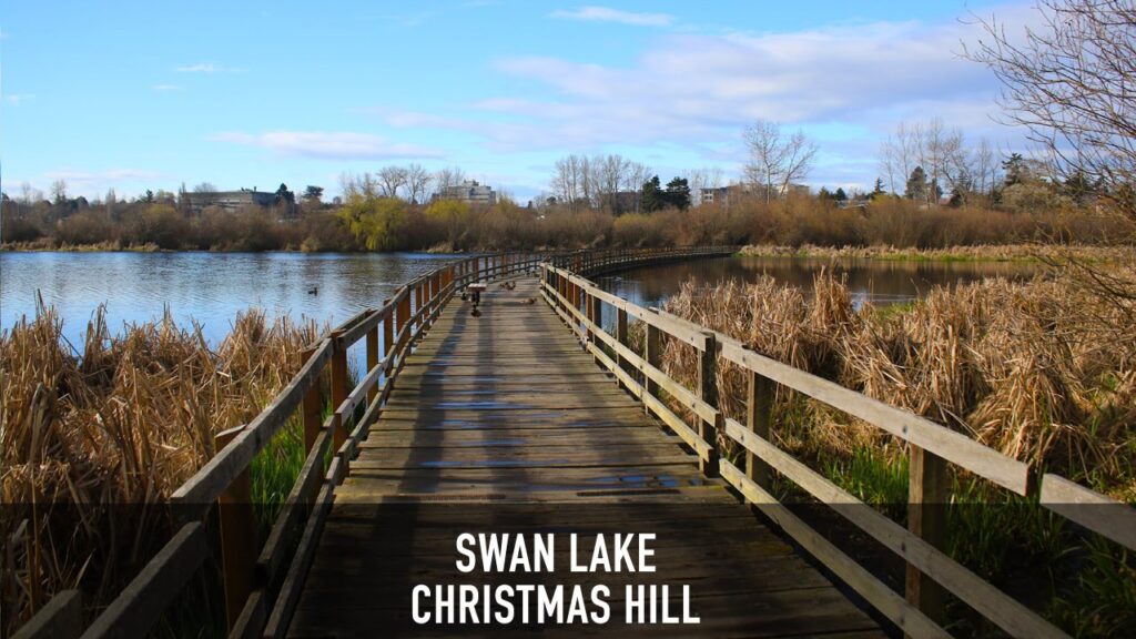 Swan Lake Christmas Hill Sanctuary